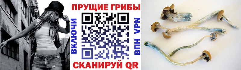 дарнет шоп  Лысьва  нарко площадка клад  Псилоцибиновые грибы Psilocybine cubensis 